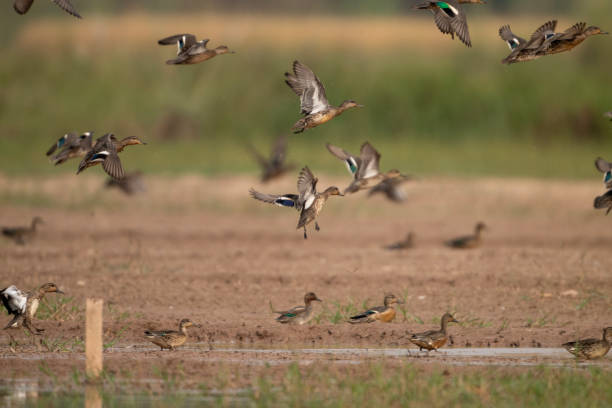 The Best Waterfowl Experience Colorado Goose Hunting & Guided Goose Hunts